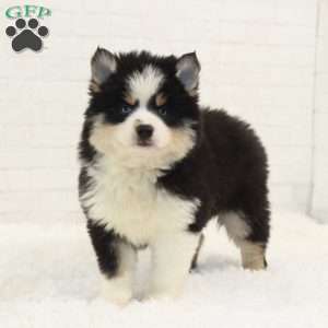 Conner, Pomsky Puppy