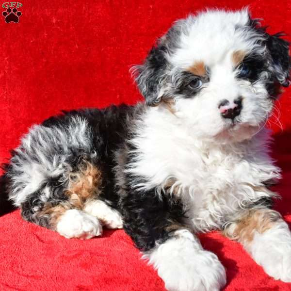 Espen, Mini Bernedoodle Puppy