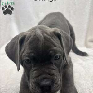Orange, Cane Corso Puppy