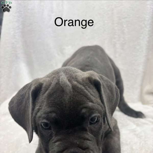 Orange, Cane Corso Puppy