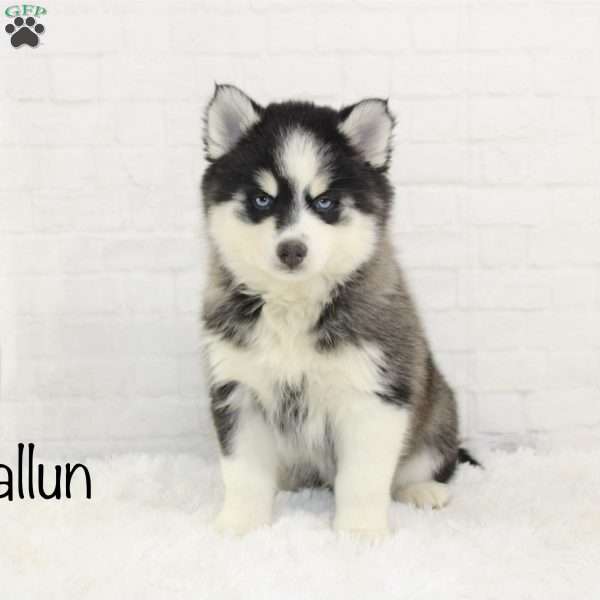 Callun, Pomsky Puppy