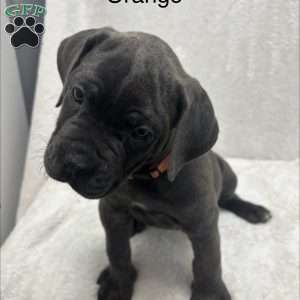 Orange, Cane Corso Puppy