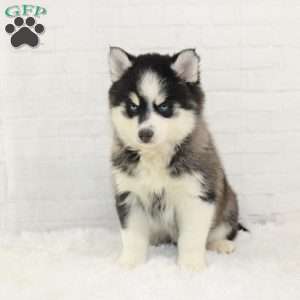 Callun, Pomsky Puppy