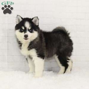 Callun, Pomsky Puppy
