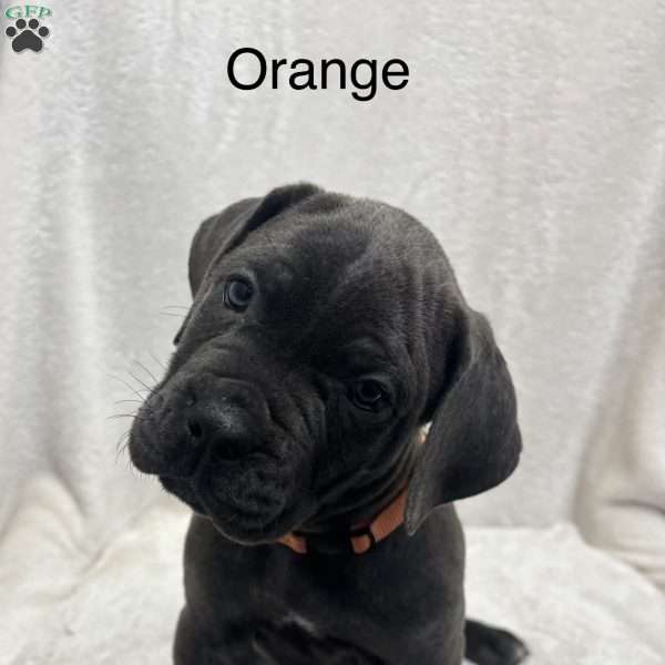 Orange, Cane Corso Puppy