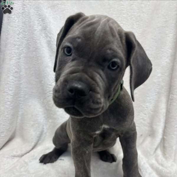 Green, Cane Corso Puppy