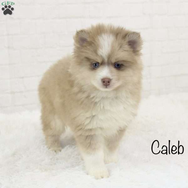Caleb, Pomsky Puppy