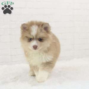 Caleb, Pomsky Puppy