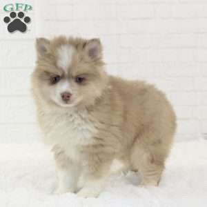 Caleb, Pomsky Puppy
