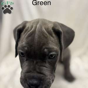 Green, Cane Corso Puppy