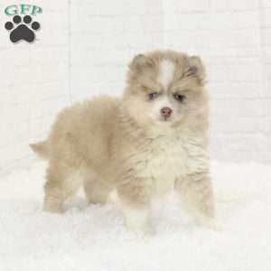 Caleb, Pomsky Puppy