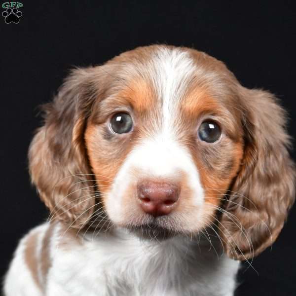 Nova, Dachshund Puppy