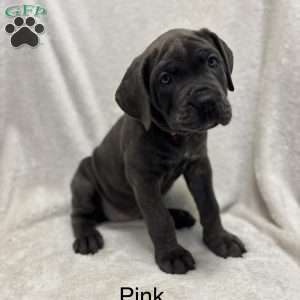 Pink, Cane Corso Puppy
