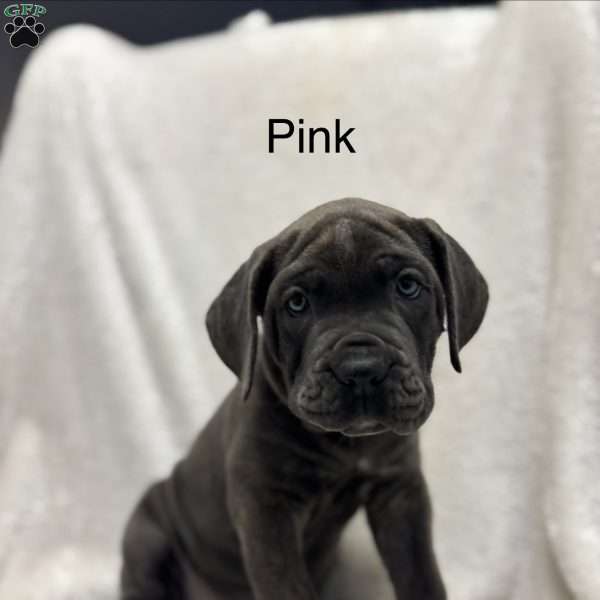Pink, Cane Corso Puppy