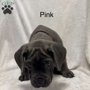 Pink, Cane Corso Puppy