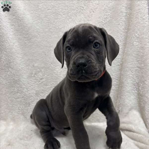 Red, Cane Corso Puppy