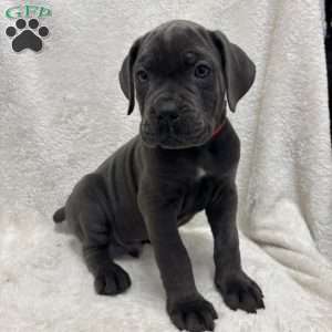 Red, Cane Corso Puppy