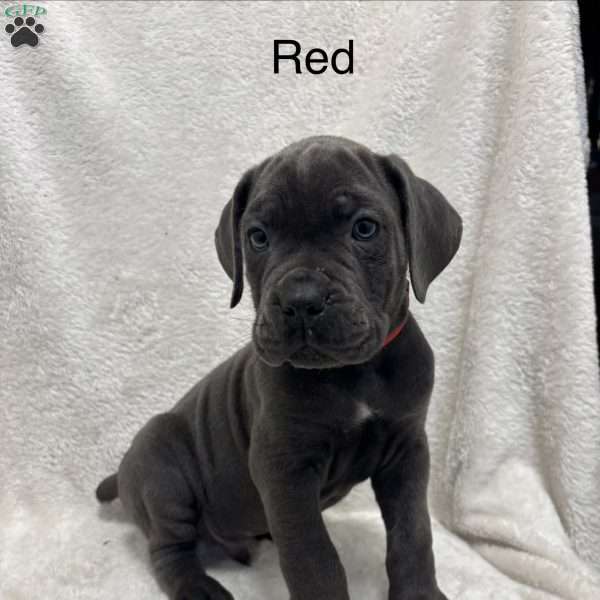 Red, Cane Corso Puppy