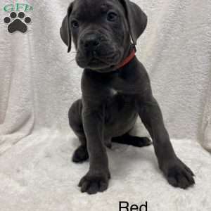 Red, Cane Corso Puppy