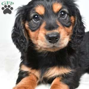 River, Dachshund Puppy