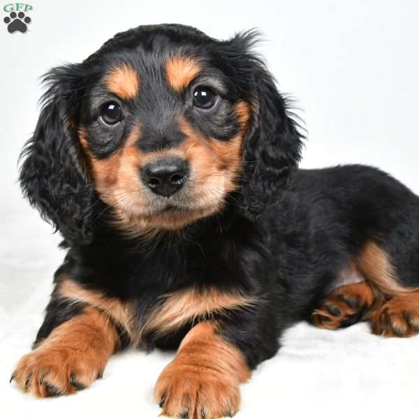 River, Dachshund Puppy
