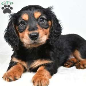 River, Dachshund Puppy