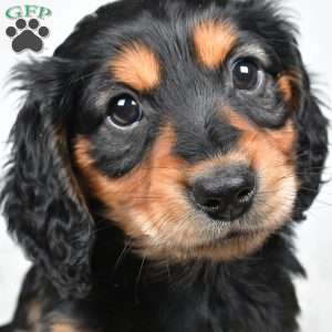 River, Dachshund Puppy