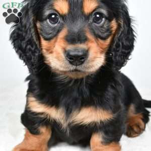 River, Dachshund Puppy