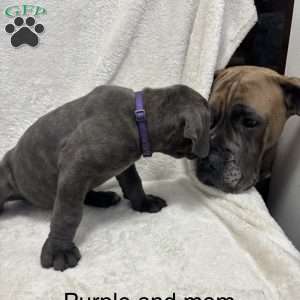 Purple, Cane Corso Puppy