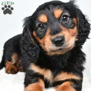 River, Dachshund Puppy