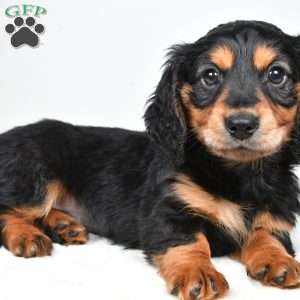 River, Dachshund Puppy