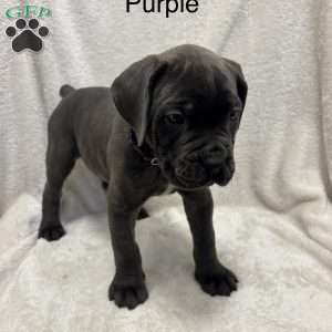 Purple, Cane Corso Puppy
