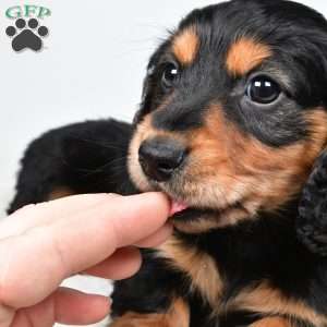 River, Dachshund Puppy