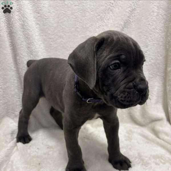 Purple, Cane Corso Puppy