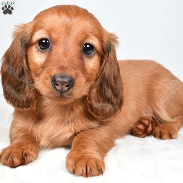 Oakley, Dachshund Puppy