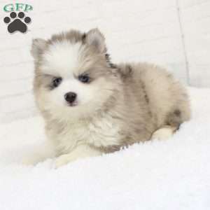 Coda, Pomsky Puppy