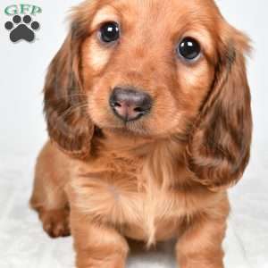 Oakley, Dachshund Puppy