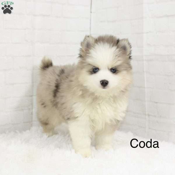 Coda, Pomsky Puppy
