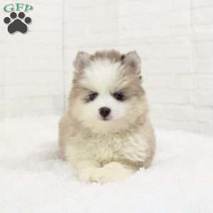 Coda, Pomsky Puppy