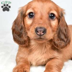Oakley, Dachshund Puppy