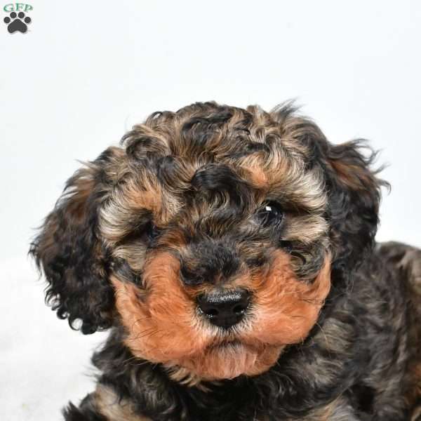 Willow, Cavapoo Puppy