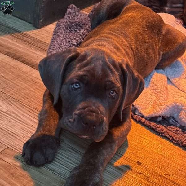 Pink, Cane Corso Puppy
