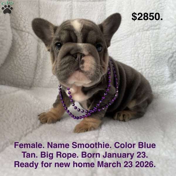 Smoothie, French Bulldog Puppy