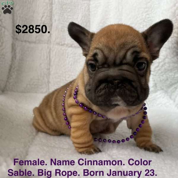 Cinnamon, French Bulldog Puppy