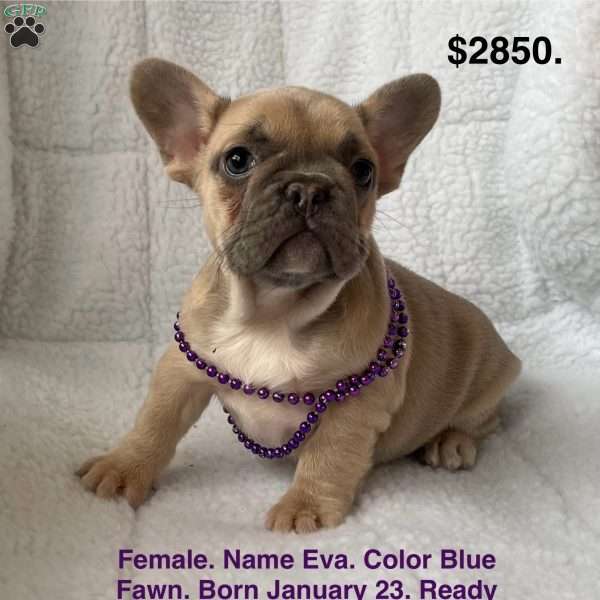 Eva, French Bulldog Puppy