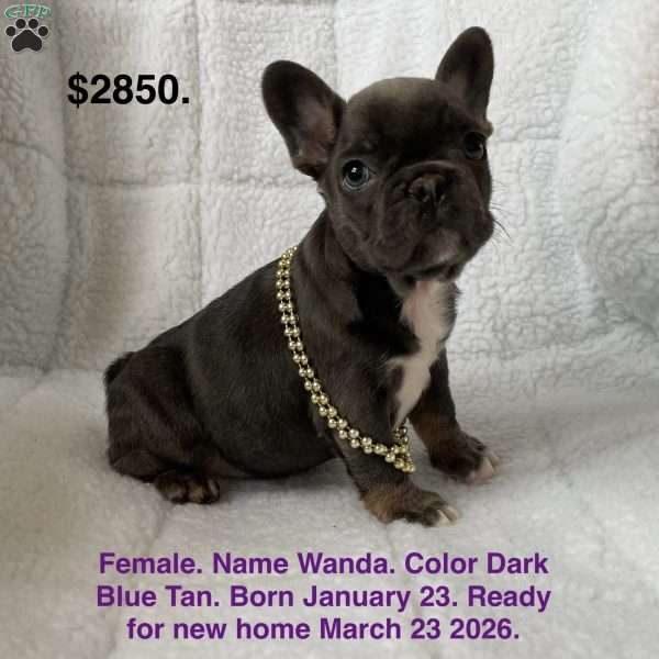 Wanda, French Bulldog Puppy