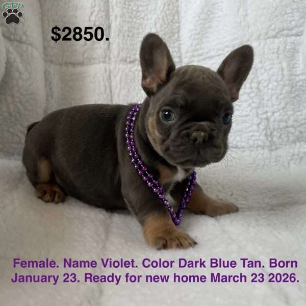Violet, French Bulldog Puppy