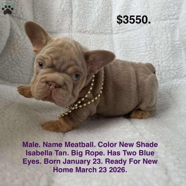 Meatball, French Bulldog Puppy