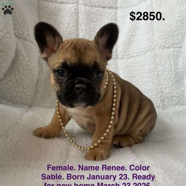 Renee, French Bulldog Puppy