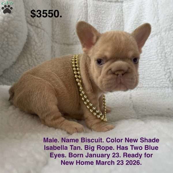 Biscuit, French Bulldog Puppy